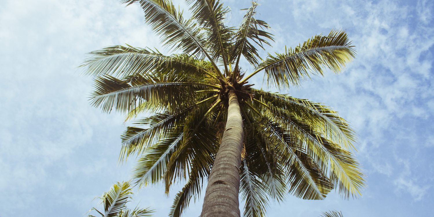 Palm Tree Envy - Secret To a Heathy Tree • Problem Solved Lawn Care