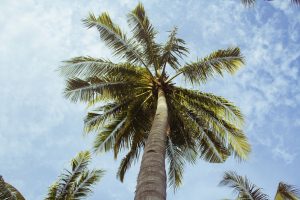 palm tree envy